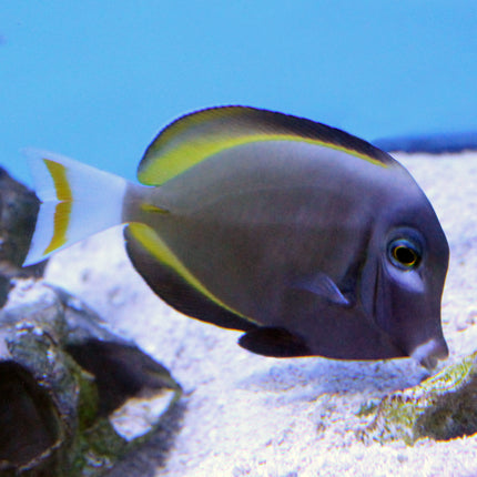 Whitecheek Tang (Asia Pacific)