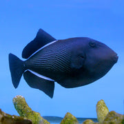 Black Trigger (Indian Ocean)