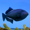 Black Trigger (Indian Ocean)