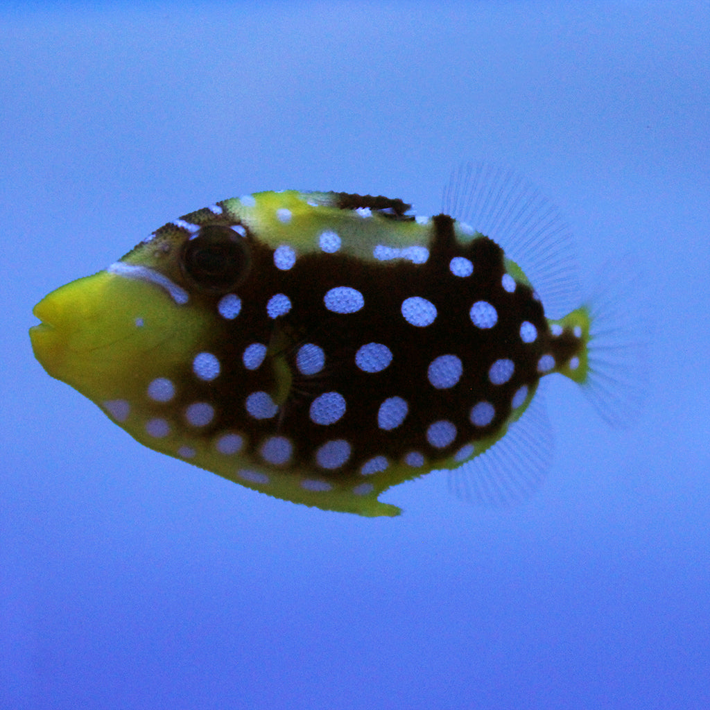 Clown Trigger (Asia Pacific)