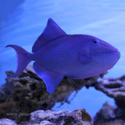 Niger Trigger (Asia Pacific)