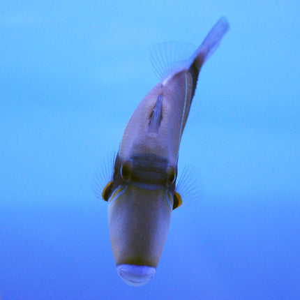 Rectangular Trigger (Indian Ocean)