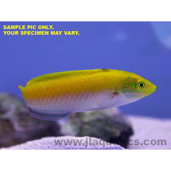 Banna Wrasse (Asia Pacific)