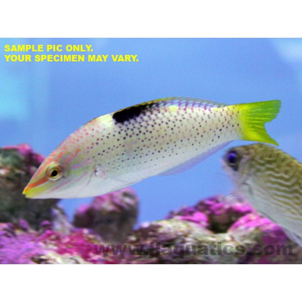 Checkerboard Wrasse (Indian Ocean)