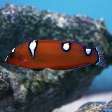 Red (Juv) Coris Wrasse (Asia Pacific)