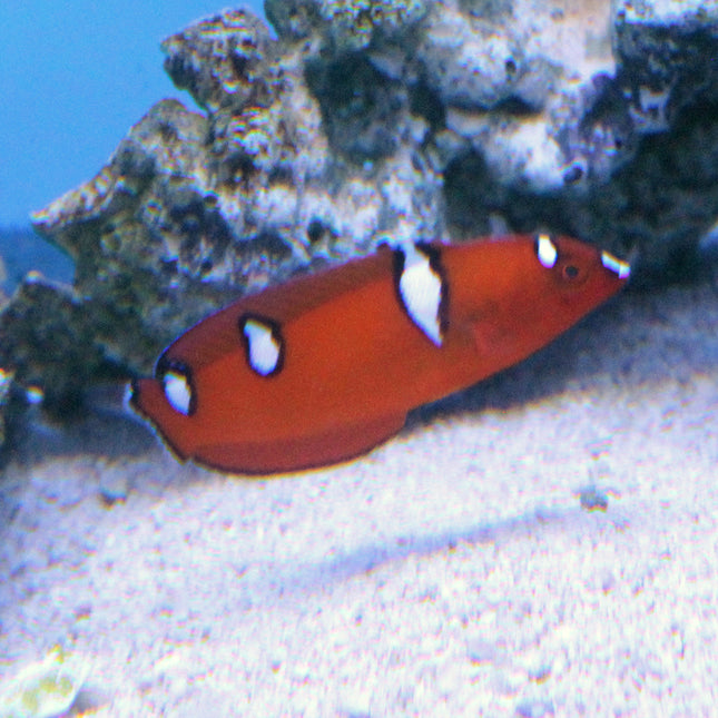 Red (Juv) Coris Wrasse (Asia Pacific)