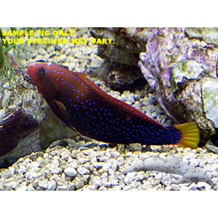 Red (Adult) Coris Wrasse (Asia Pacific)