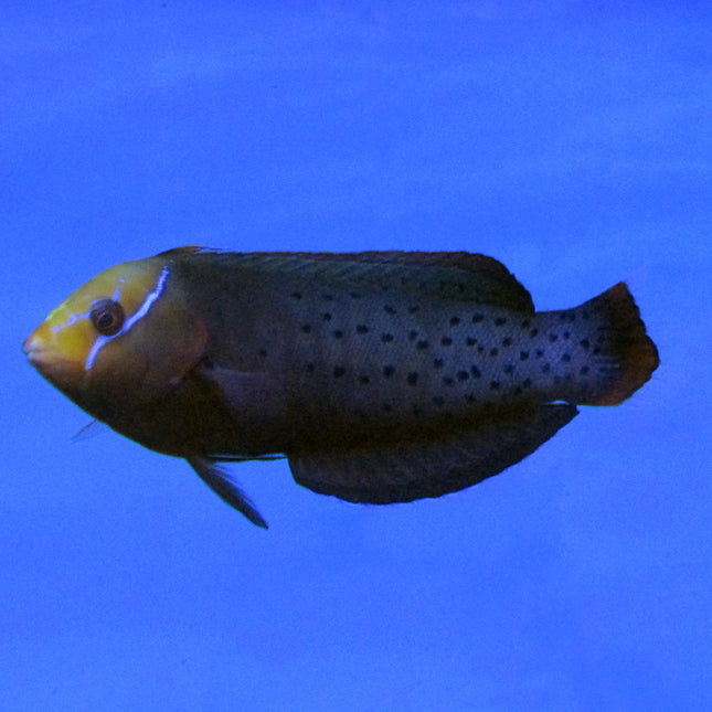 Formosan (Adult) Coris Wrasse (Indian Ocean)