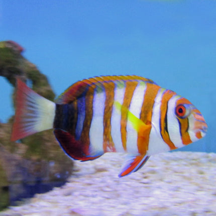 Harlequin Tuskfish (Australia)