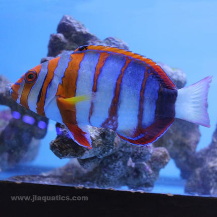 Harlequin Tuskfish (Australia)