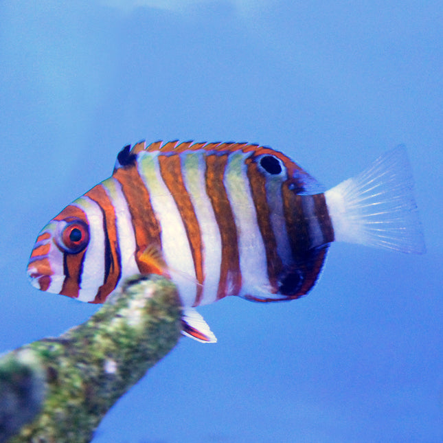 Harlequin Tuskfish (Asia Pacific)