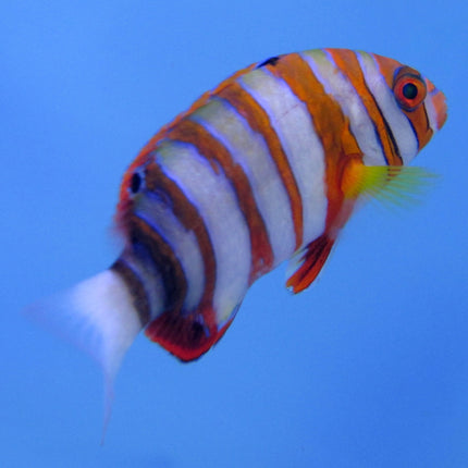 Harlequin Tuskfish (Asia Pacific)