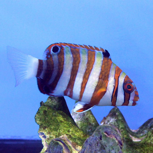 Harlequin Tuskfish (Asia Pacific)