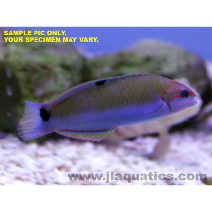 Lunare Wrasse (Asia Pacific)