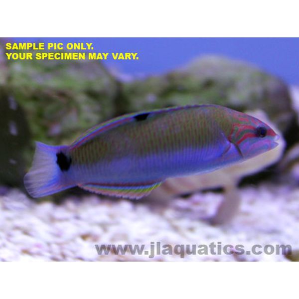 Lunare Wrasse (Asia Pacific)