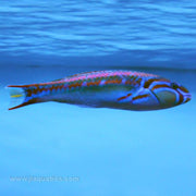 Rainbow Wrasse (South Pacific)