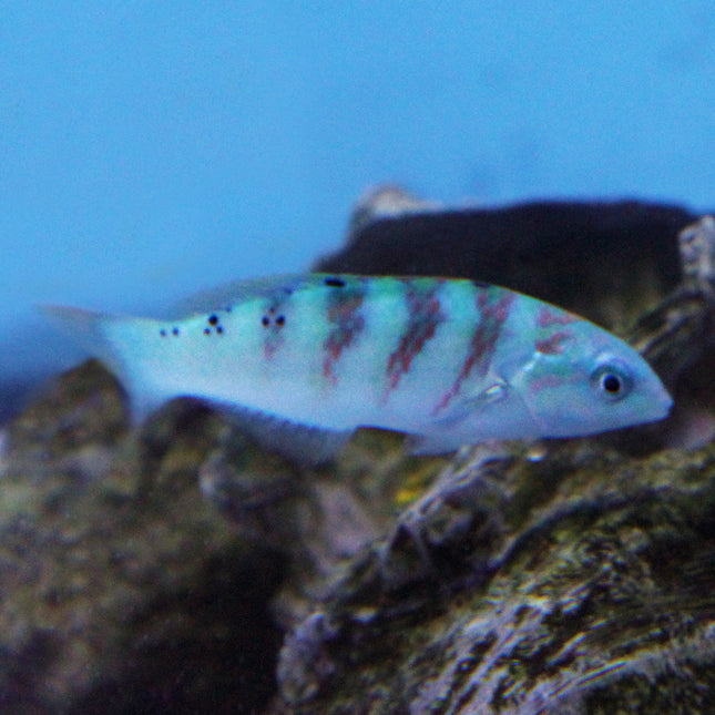 Six Bar Wrasse (Indian Ocean)