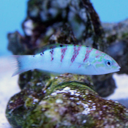 Six Bar Wrasse (Indian Ocean)