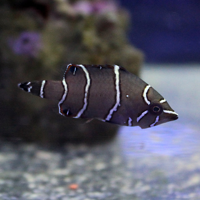 Sling Jaw Wrasse (South Pacific)