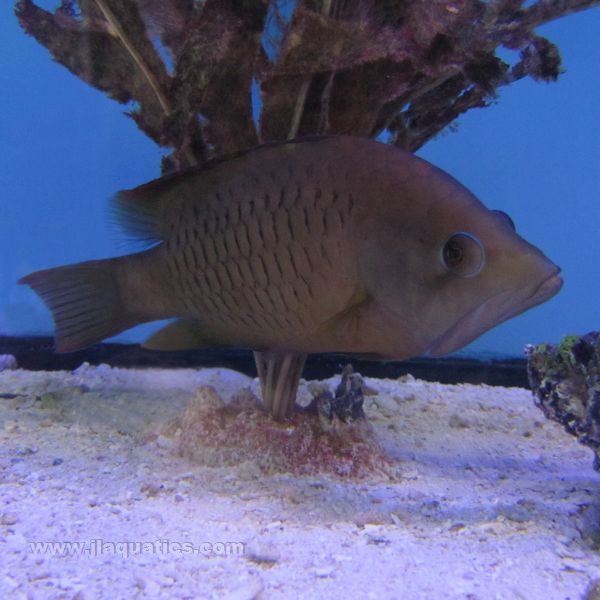 Sling Jaw Wrasse (South Pacific)