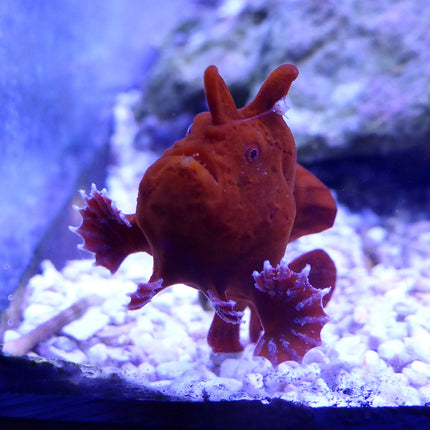 Common Anglerfish (Asia Pacific)