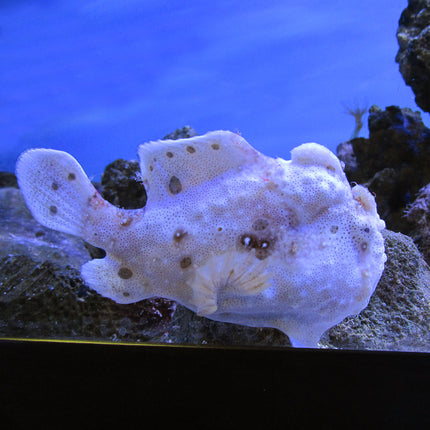 Common Anglerfish (Asia Pacific)