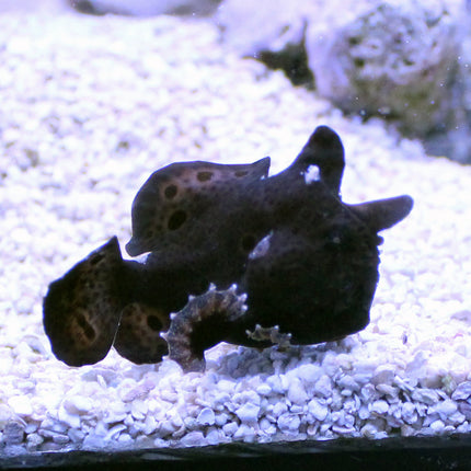 Colored Anglerfish (Asia Pacific)