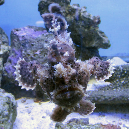 Colored Anglerfish (Asia Pacific)