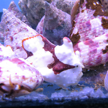 Ultra Colored Anglerfish (Asia Pacific)