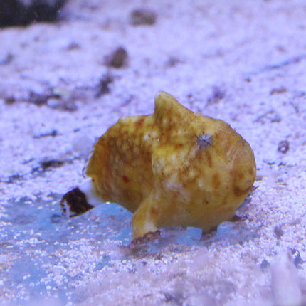 Ultra Colored Anglerfish (Asia Pacific)