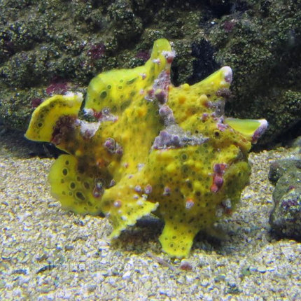 Ultra Colored Anglerfish (Asia Pacific)