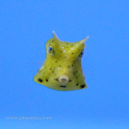 Long Horned Cow Fish (Asia Pacific)