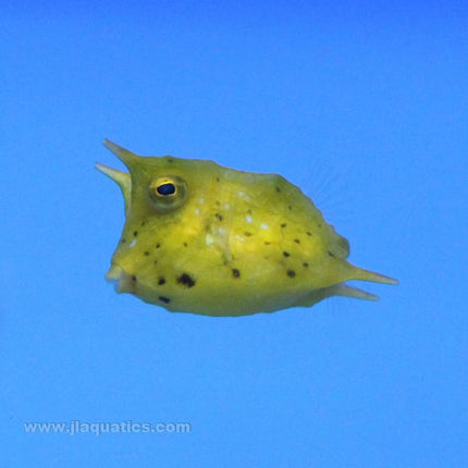 Long Horned Cow Fish (Asia Pacific)