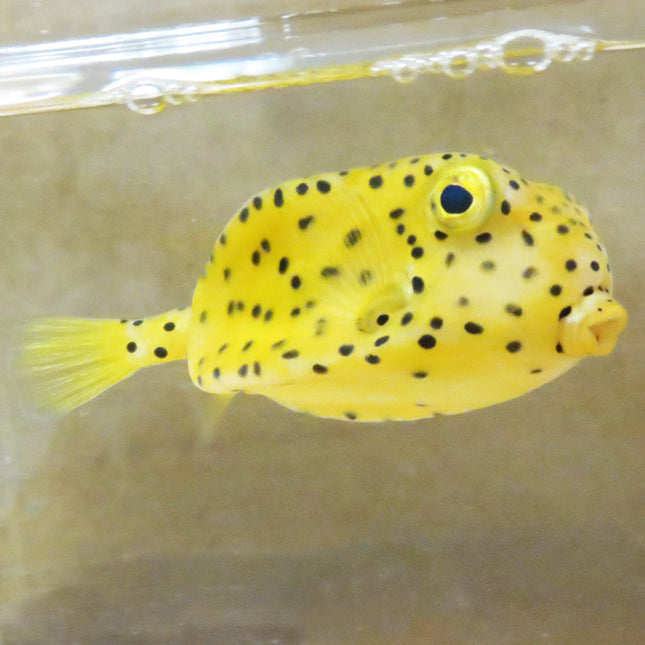 Yellow Boxfish (Asia Pacific)