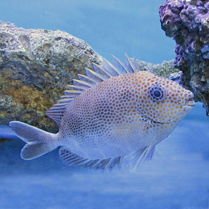 Gold Spotted Foxface (South Pacific)