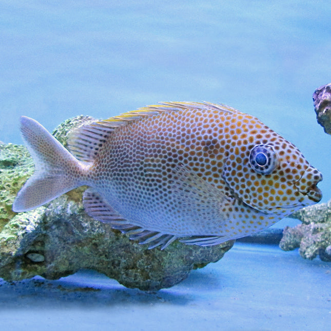 Gold Spotted Foxface (South Pacific)