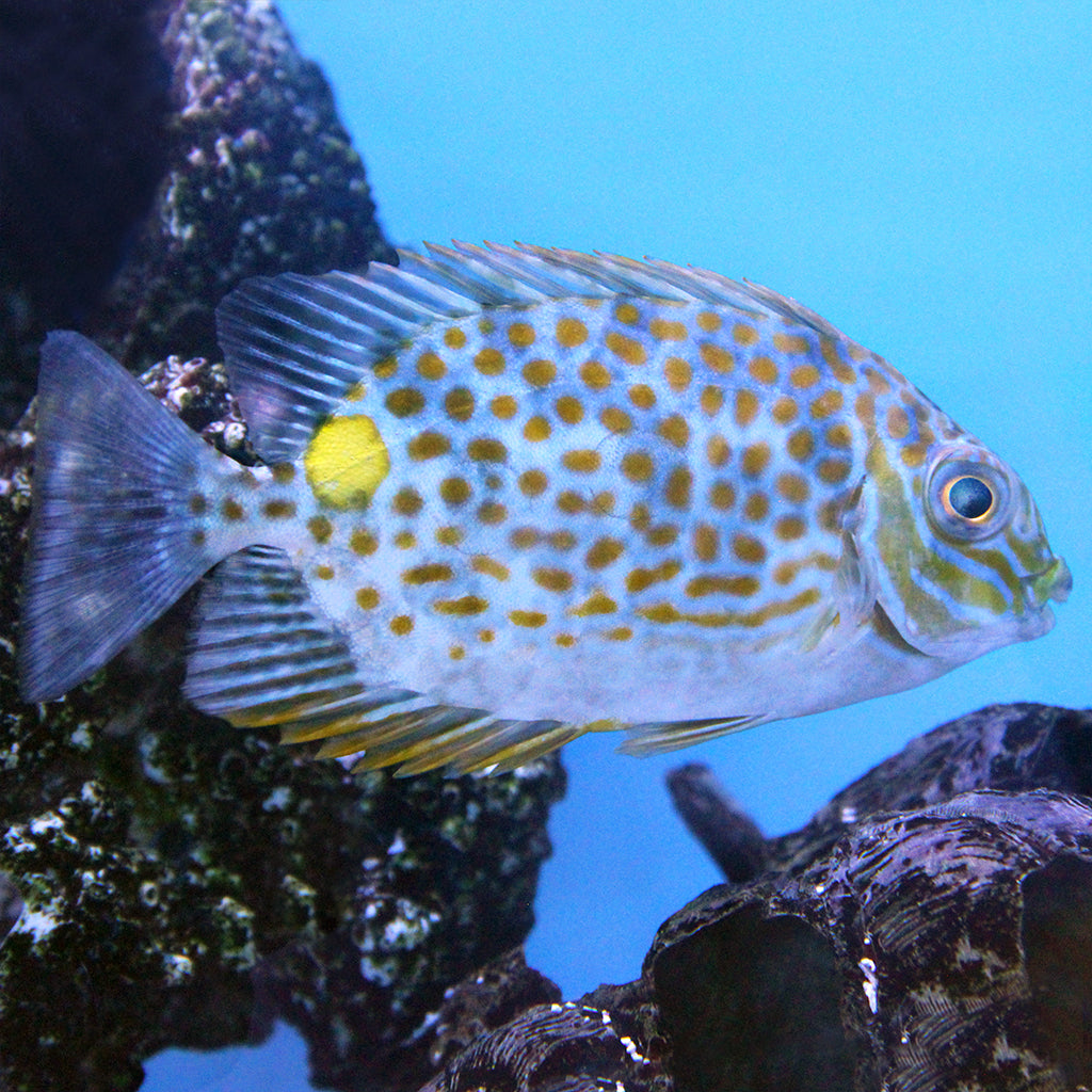 Orange Spot Foxface | JLAquatics Canada – J&L Aquatics Ltd.