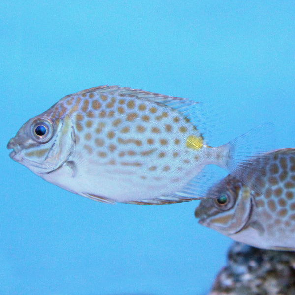 Orange Spot Foxface | JLAquatics Canada – J&L Aquatics Ltd.