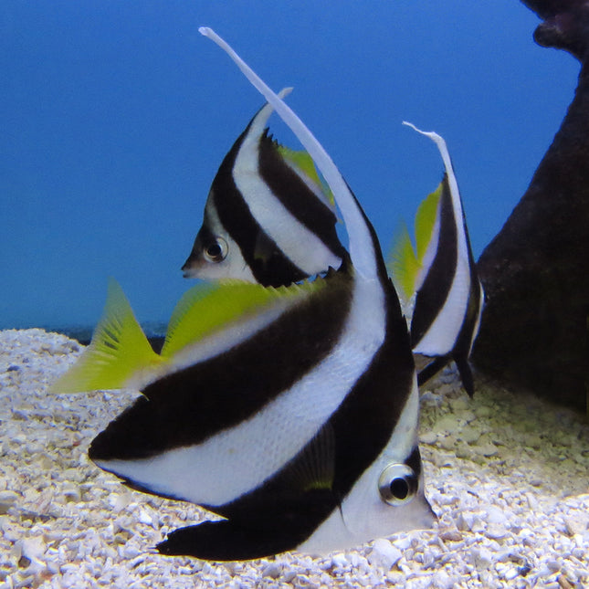 Black Heniochus (Asia Pacific)