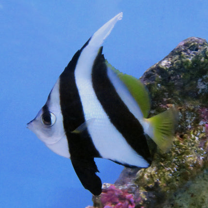 Schooling Heniochus (Asia Pacific)