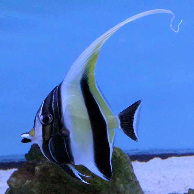 Moorish Idol (Indian Ocean)