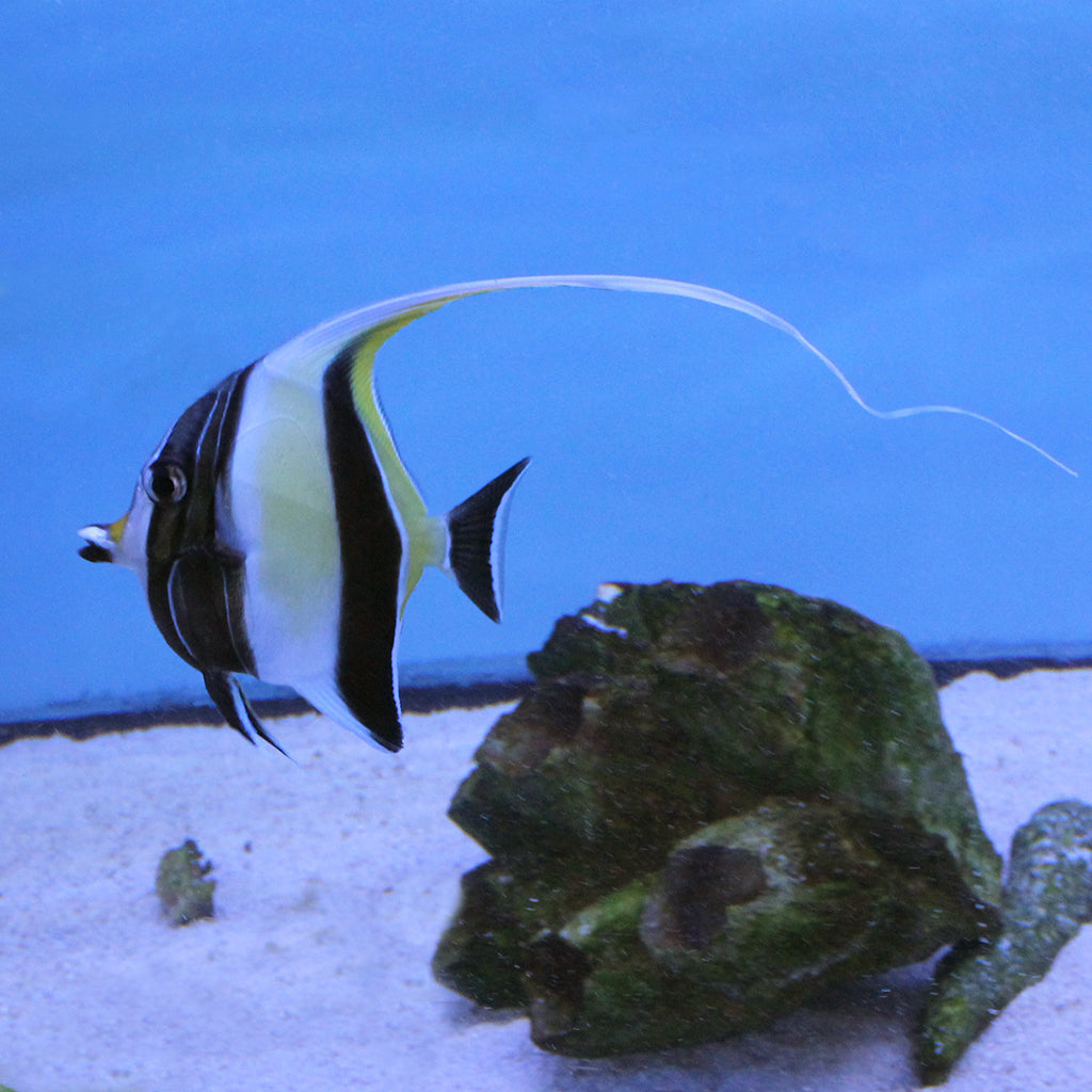 Moorish Idol | JLAquatics Canada – J&L Aquatics Ltd.