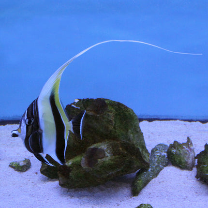 Moorish Idol (Indian Ocean)