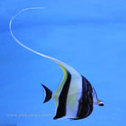 Moorish Idol (Indian Ocean)