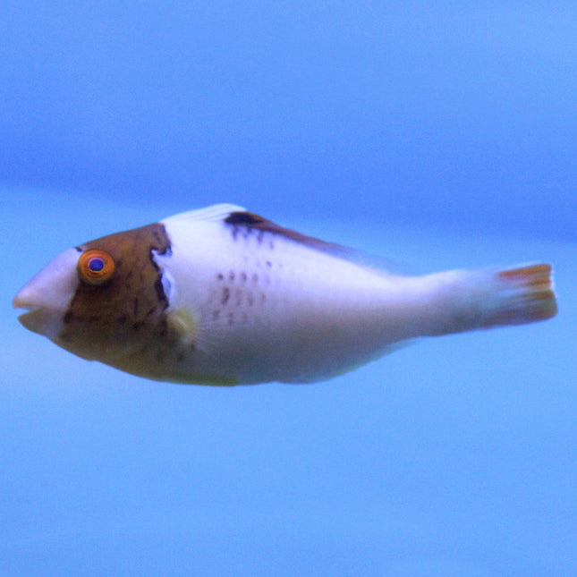 Bicolor Parrotfish (Asia Pacific)