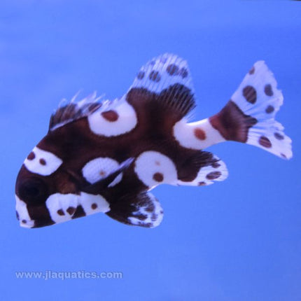 Harlequin Sweetlips (Asia Pacific)