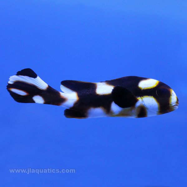 Oriental Sweetlips (Asia Pacific)