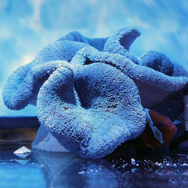 Carpet Anemone - Blue (Indian Ocean)