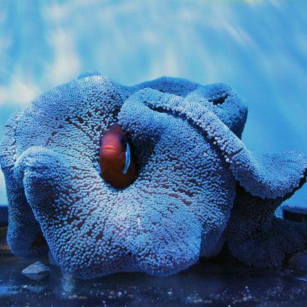 Carpet Anemone - Blue (Indian Ocean)