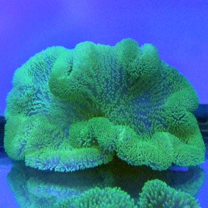 Buy Carpet Anemone - Green (Indian Ocean) in Canada Stichodactyla haddoni - J&L Aquatcs